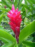 Tillandsia Cyanea